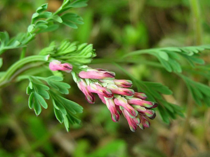 Fumaria officinalis / Fumaria comune